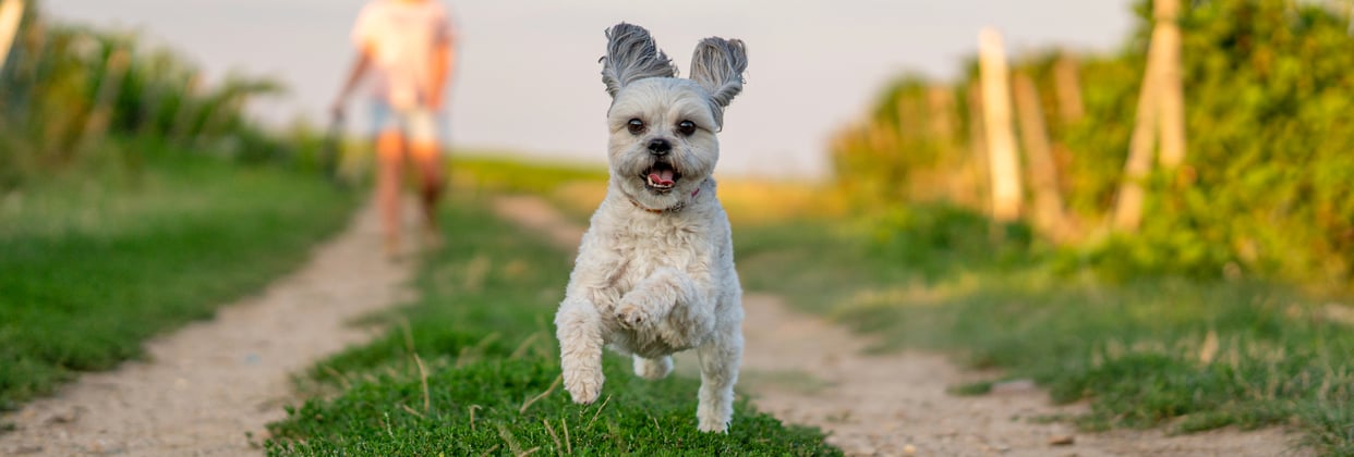 a shih tzu bounding along a path in front of its owner