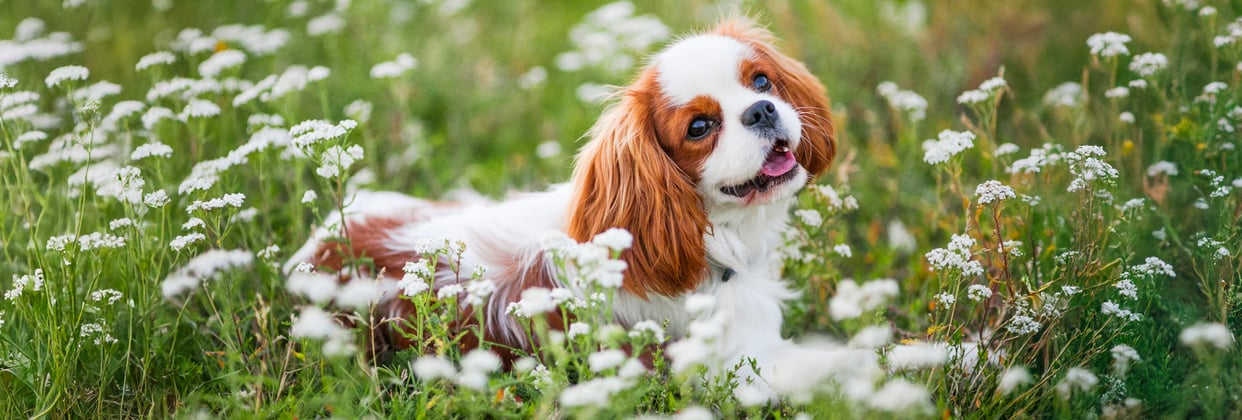 White and orange King Charles Spaniel sitting in long grass and flowers