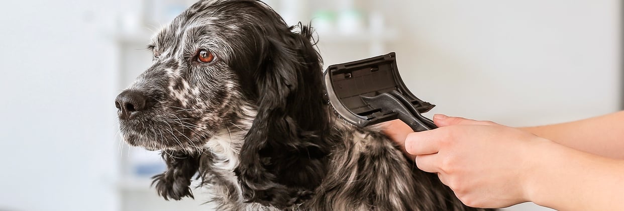 A Sprocker Spaniel getting a brush