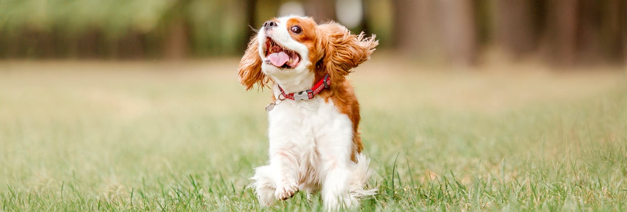 orange and white cavalier king charles spaniel jumping on grass with mouth open