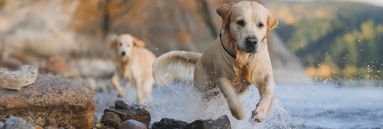 Two golden retrievers bounding through shallow sea water.