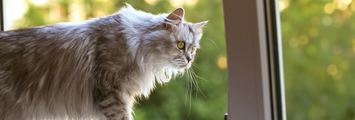 A cat looking out of the window.