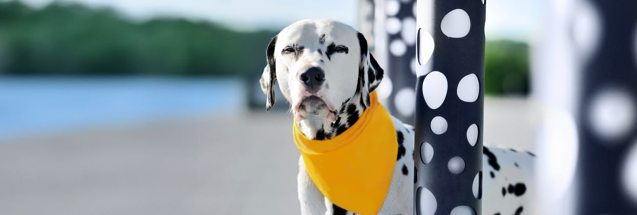 Dalmatian wearing yellow scarf standing next to black and white spotted poles