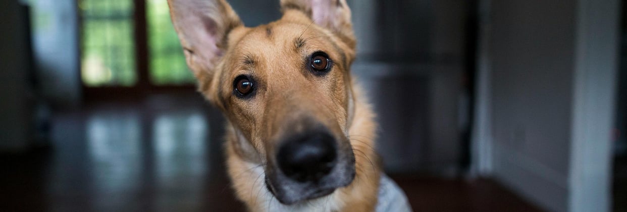 A dog looks curious and inquisitive 
