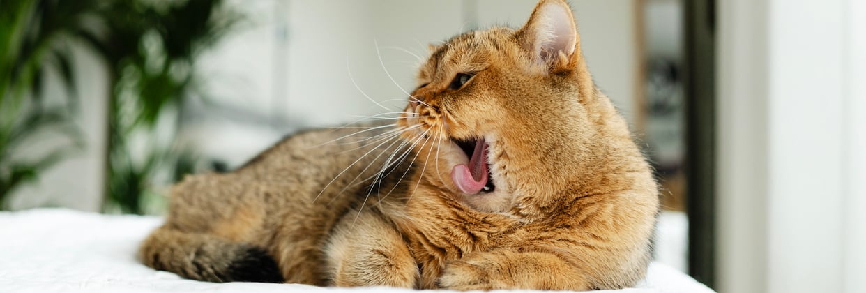A brown british shorthair yawning with its tongue extended.