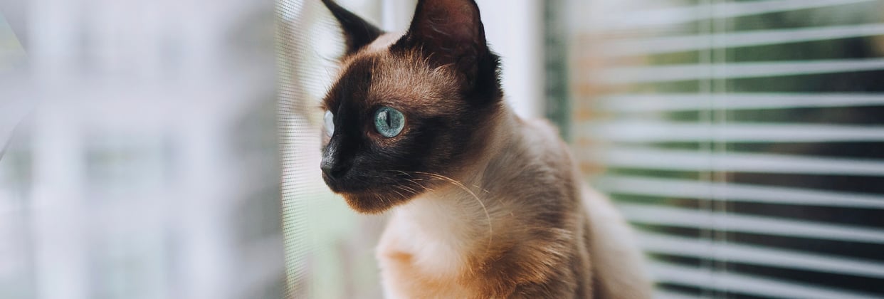 A Siamese cat sat down next to window blinds.
