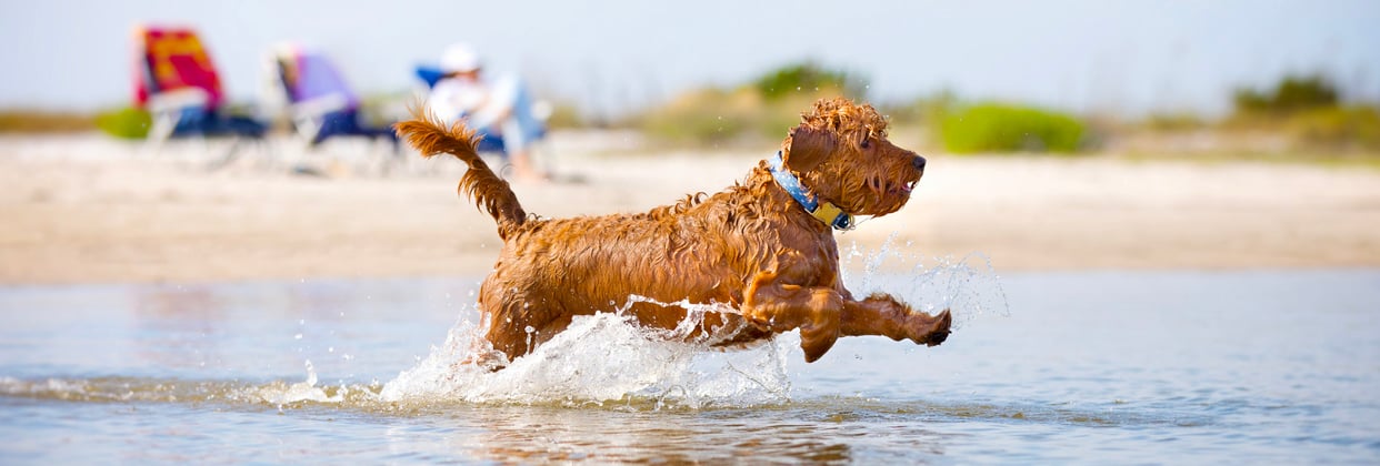 A goldendoodle running through shallow water at the beach.