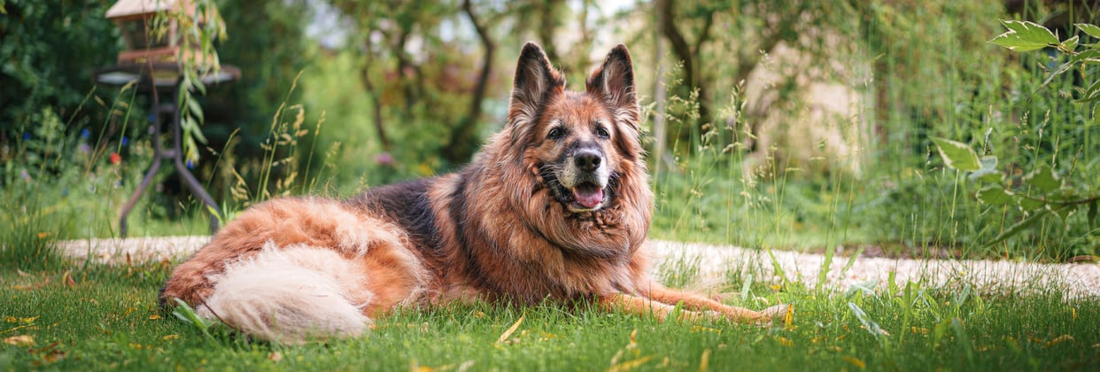 A german shepherd laying in a garden of long grass.