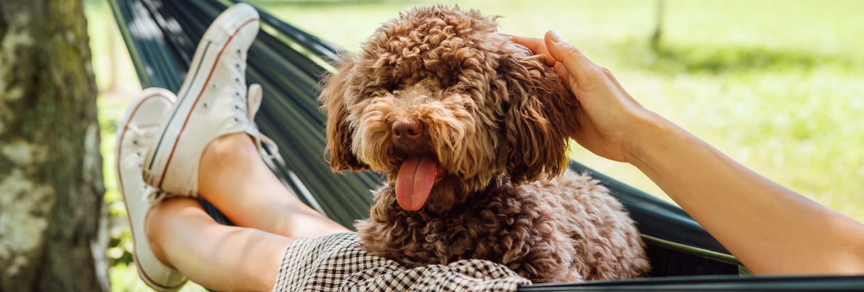 Cockapoo sitting in hammock with owner