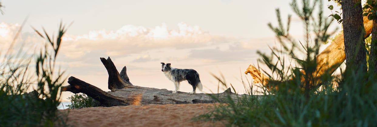 A border collie standing on a fallen tree.