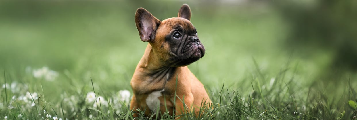 A young french bulldog sitting on grass.