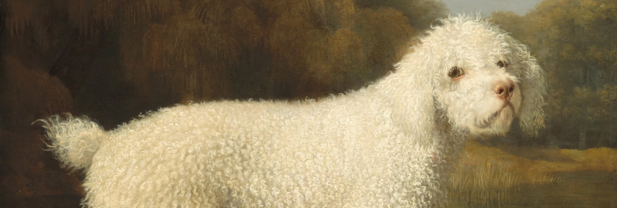 An old painted portrait of a white Poodle.
