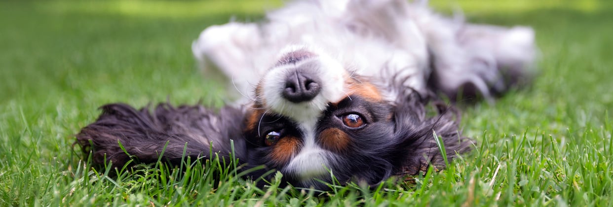 tricolour cavalier king charles spaniel lying on back on grass