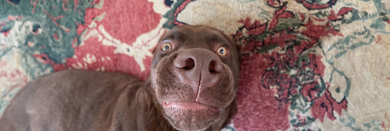 A close up of a silly chocolate Labrador Retriever laying on a carpet