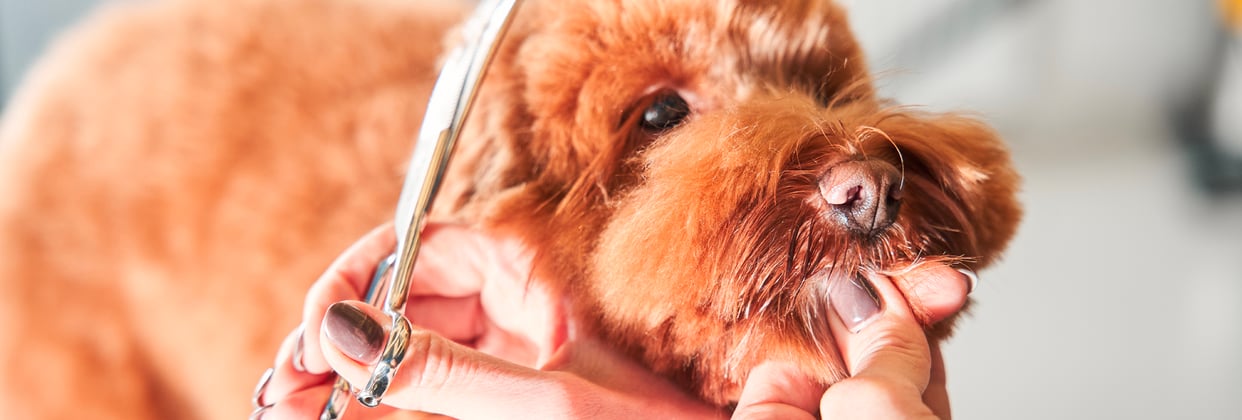Labradoodle puppy being groomed