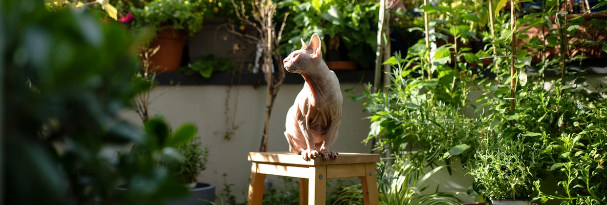 A sphynx cat sitting on a stool in a garden.