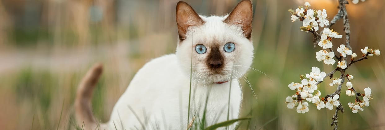 A Siamese kitten sitting next to white blossom.