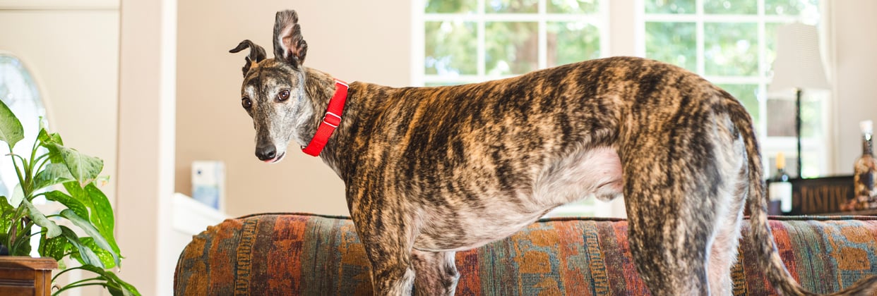 A greyhound standing on a couch.