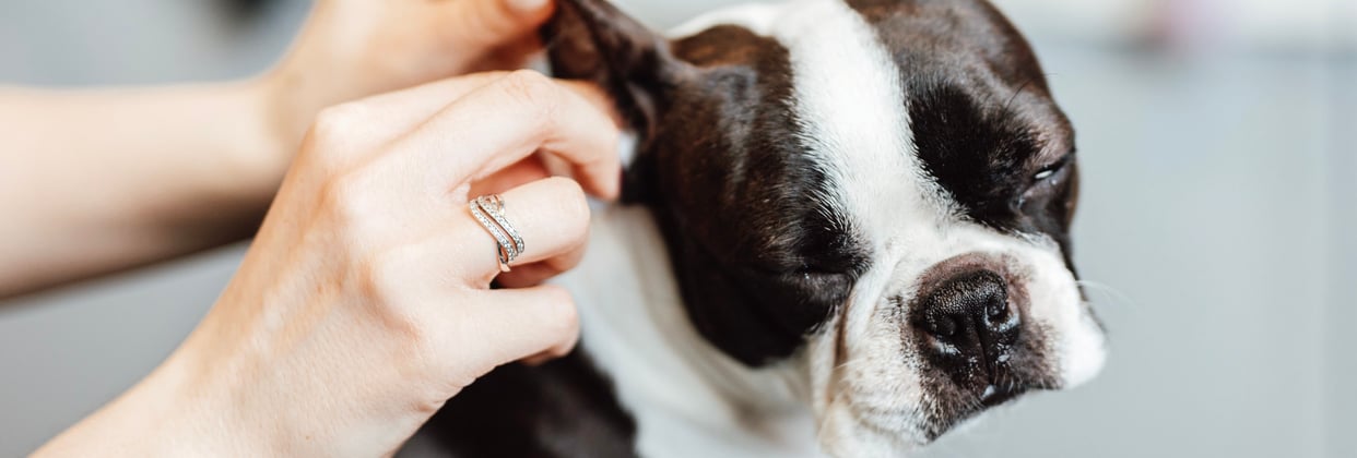 A boston terrier having its ears cleaned.