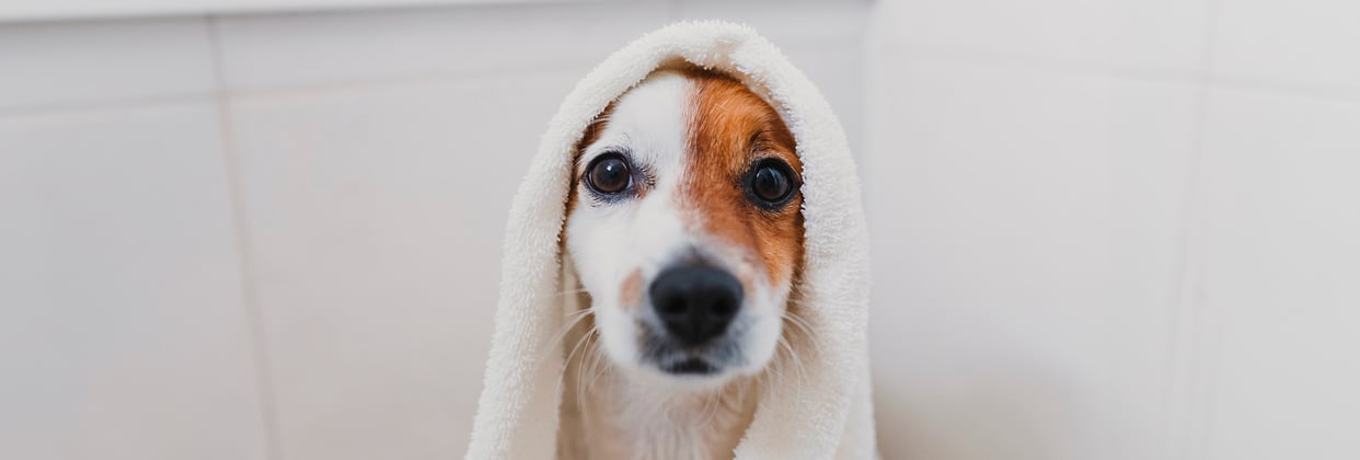 A Jack Russell Terrier swaddled in a towel after being groomed