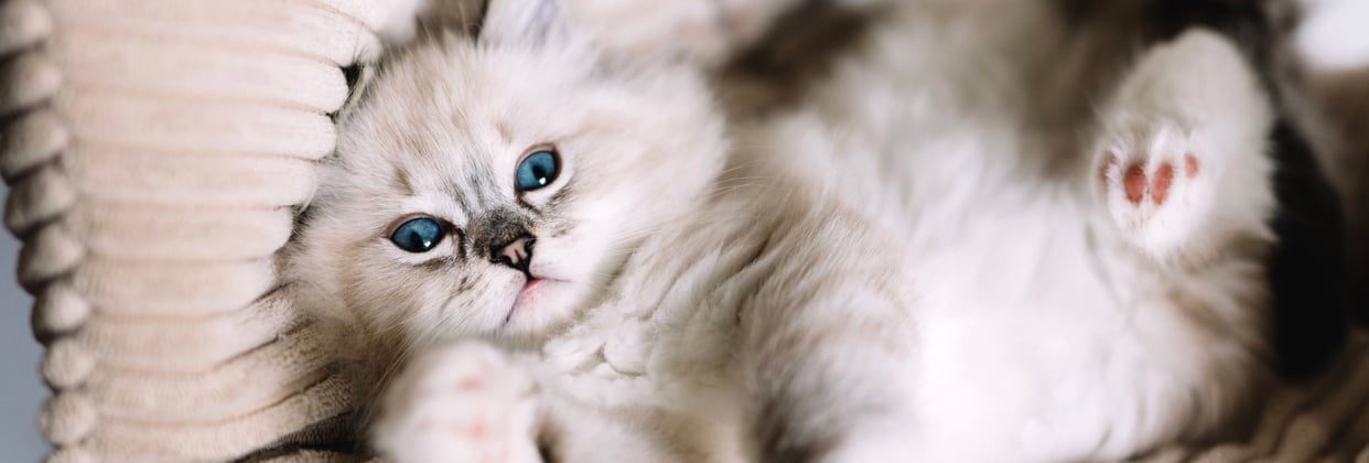 A ragdoll kitten laying on her back on a cushion.