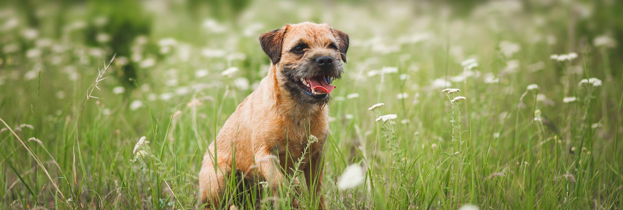 A border terrier sitting among a field of white flowers.