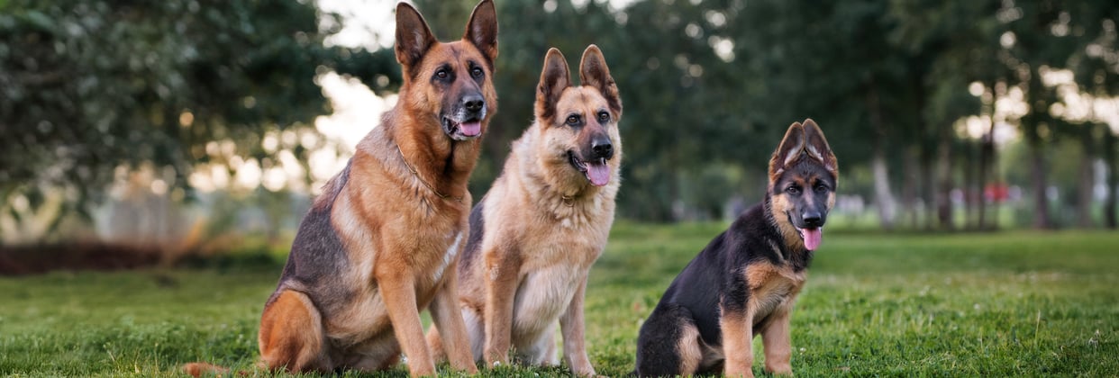 A group of German Shepherds lined up together sitting in a park.