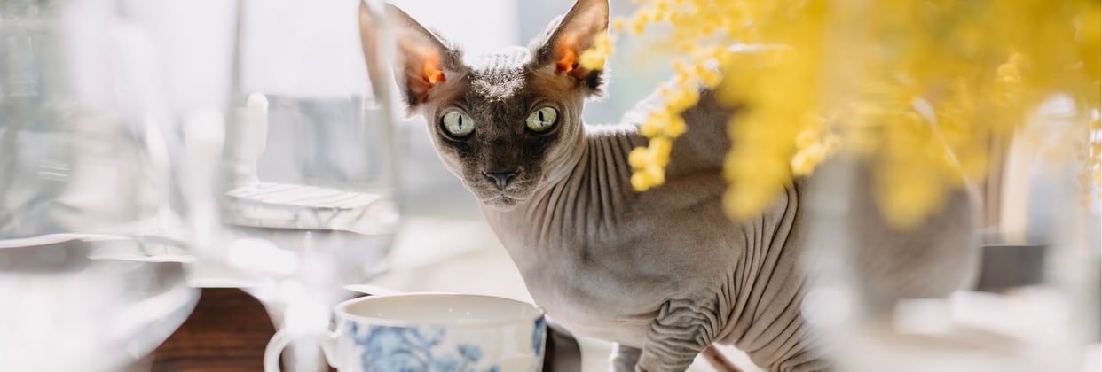 A sphynx cat on a table surrounded by cups and glasses.