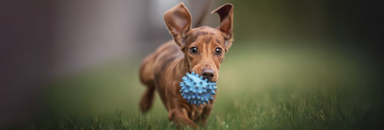 A mini dachshund running across grass with its blue ball.