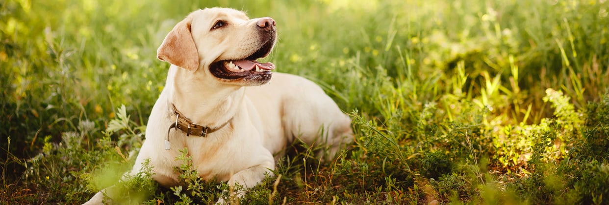 A labrador laying in the grass looking up.