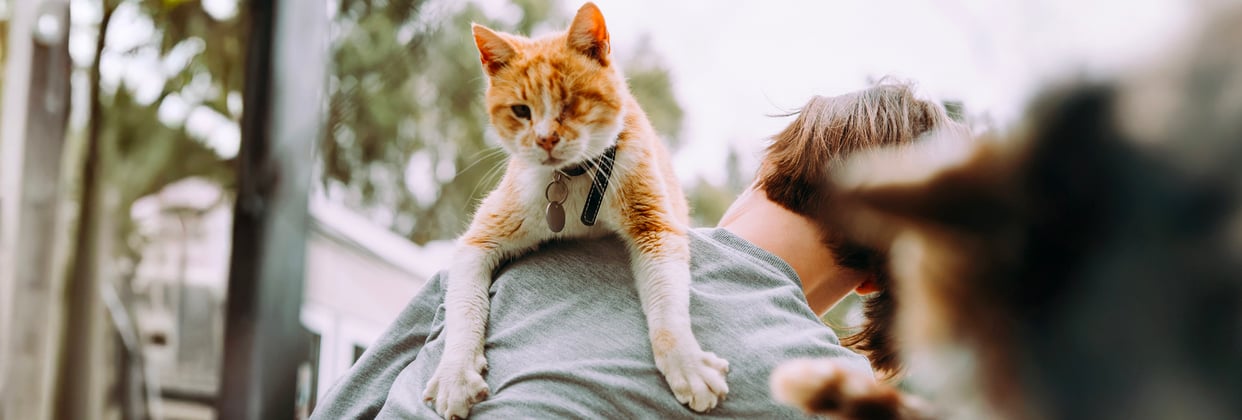 A one-eyed cat sitting on a man's back.