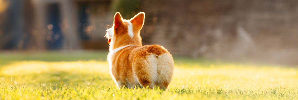 A small white dog licking its lips and staring at the camera, behind them a family are making food.