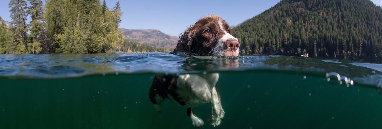 A brown and white Cocker Spaniel swimming through deep water.