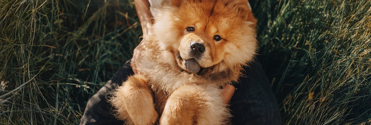 A Chow Chow laying down in grass.