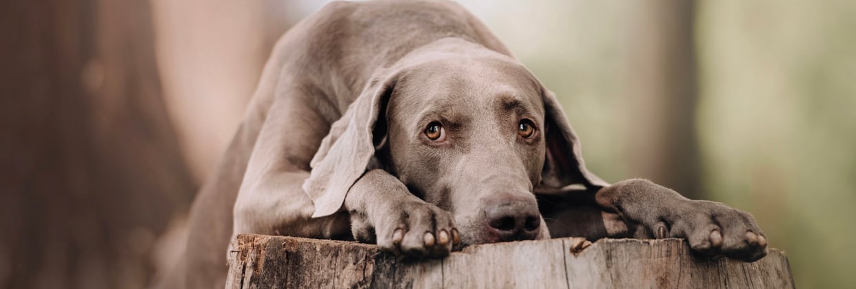 A weimaraner resting its head on a tree stump.