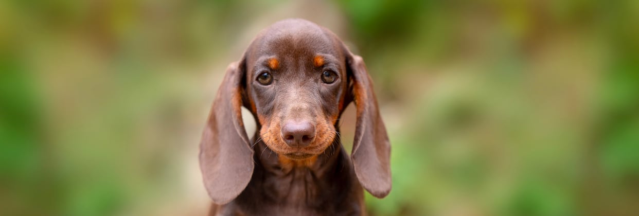 A puppy brown mini dachshund looking into the camera lens.