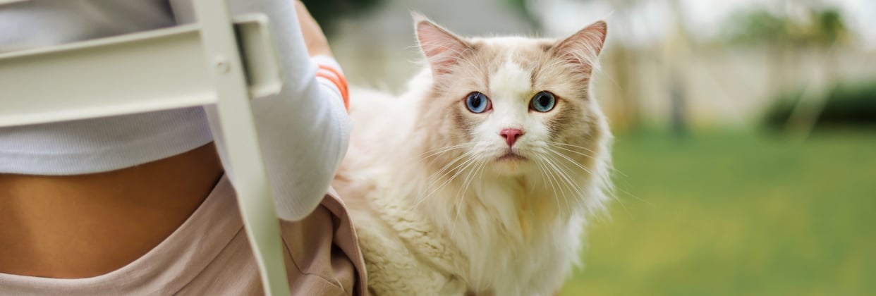 A cream coloured ragdoll sat outdoors.