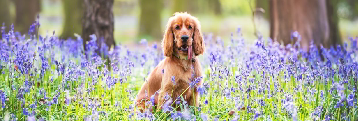 Golden Cocker Spaniel sitting in field of bluebells