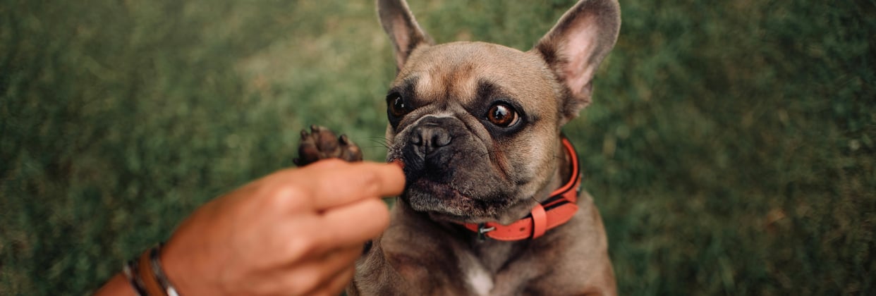 A french bulldog with its paw being held by a hand.