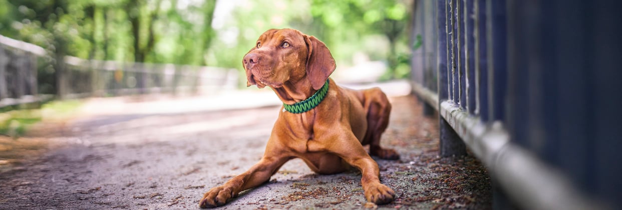 A hungarian vizsla sitting on the floor near a metal fence.
