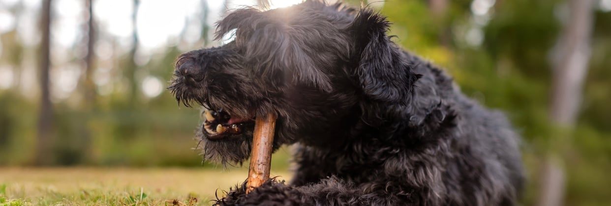 A miniature schnauzer chewing on a stick.