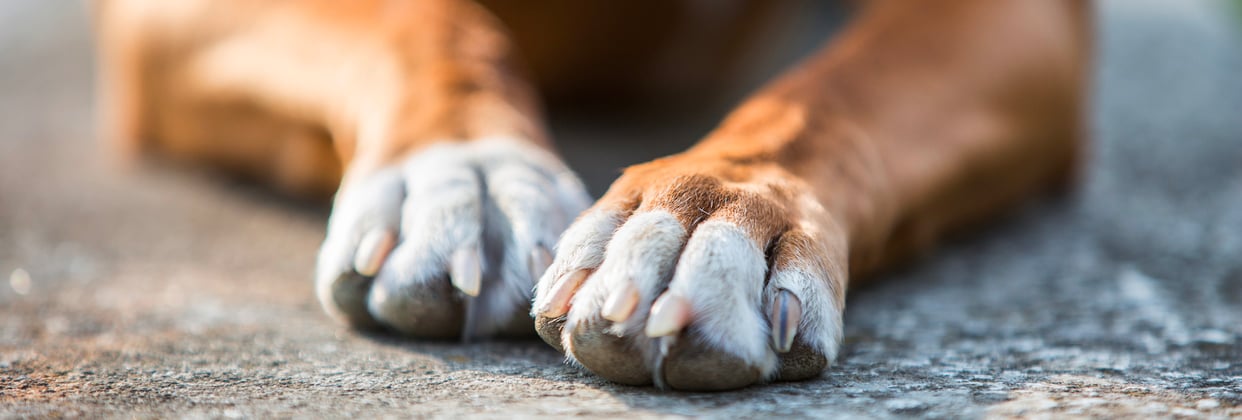 A boxers paws.