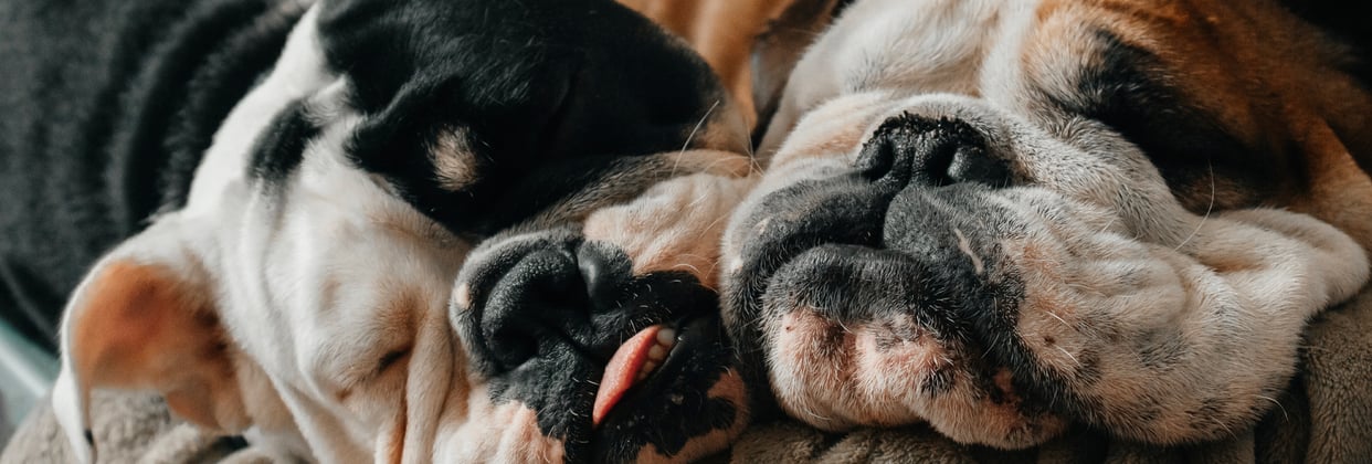 Two bulldogs sleeping with their heads next to each other