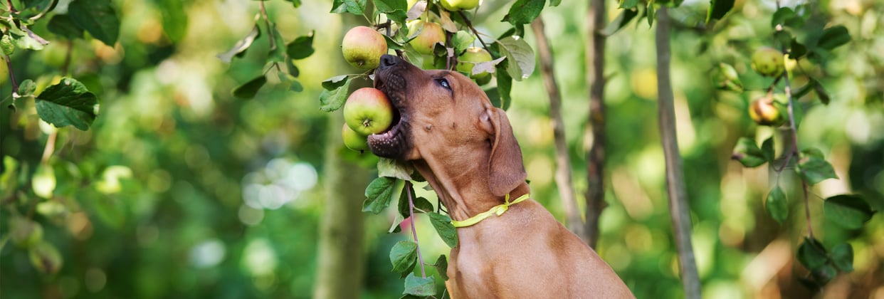 A ridgeback dog biting an apple.