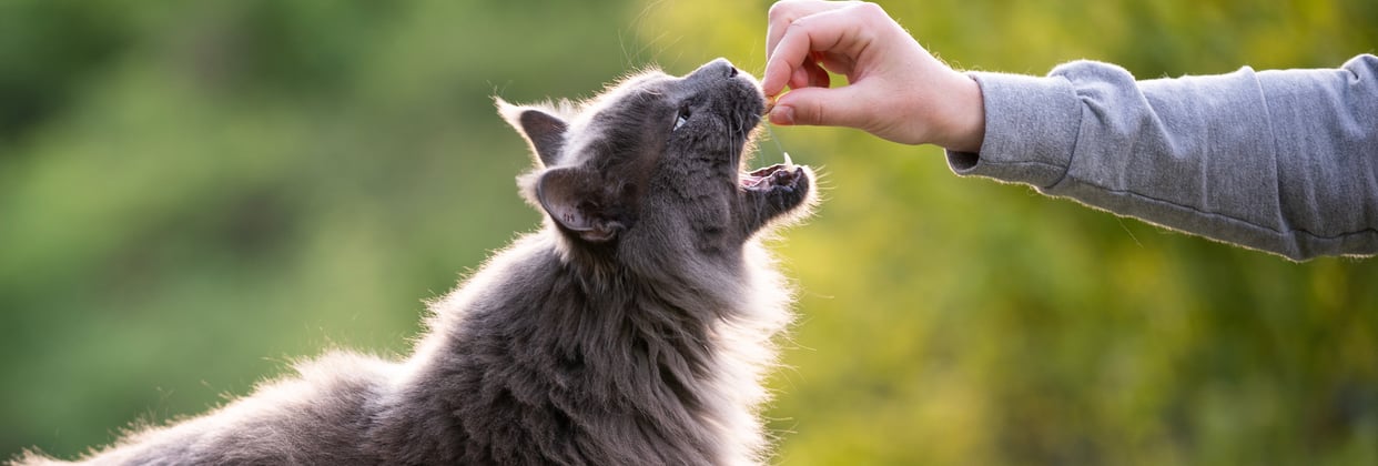 A hand feeding a cat a biscuit outdoors.