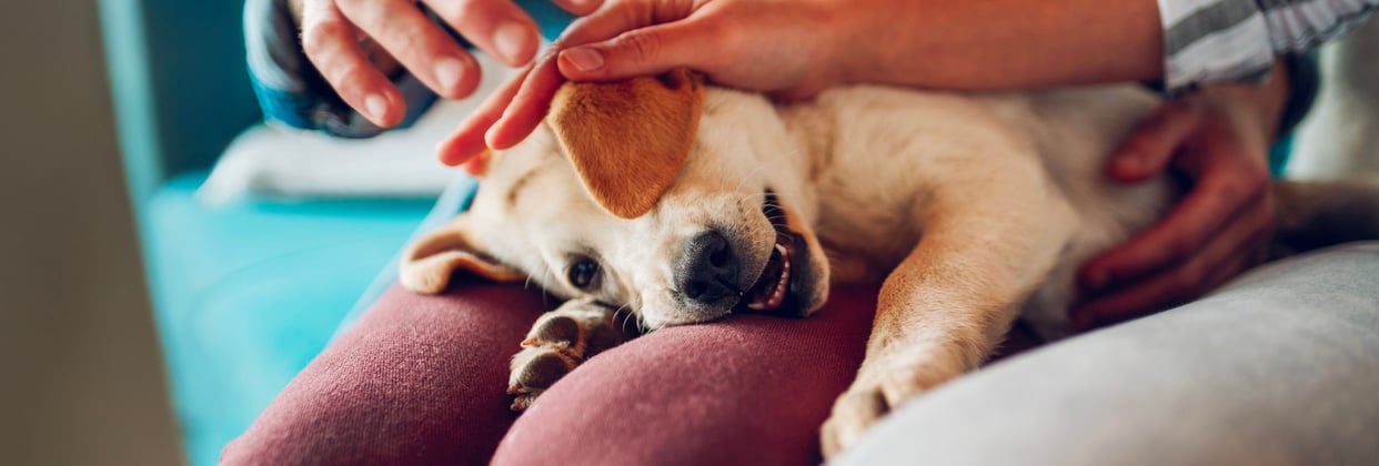 A little puppy resting his head.