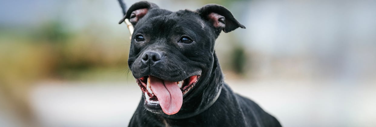 A staffordshire bull terrier walking on a lead with its tongue hanging out.
