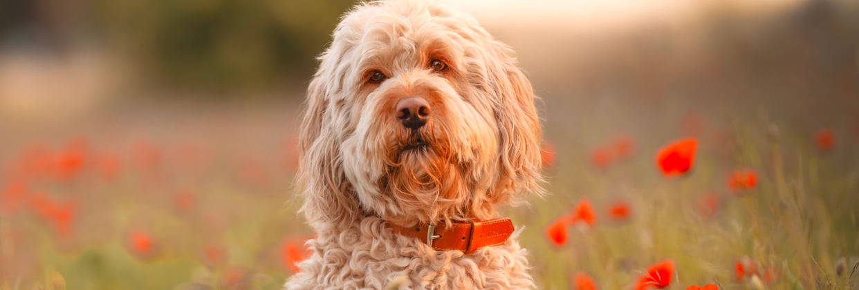 A goldendoodle surrounded by red flowers.