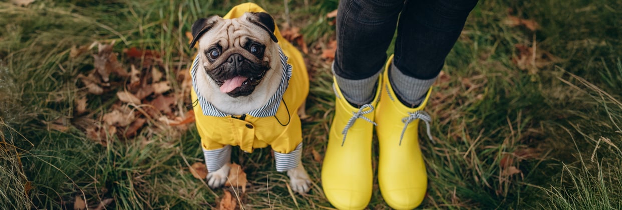 Pug with tongue out wearing a yellow raincoat next to owner's feet wearing yellow wellies