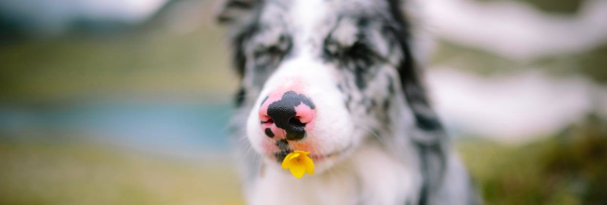 A border collie holding a buttercup flower in his mouth.
